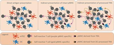 Mechanisms of Direct and Indirect Presentation of Self-Antigens in the Thymus